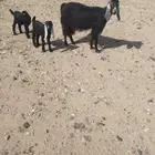 عنز متوم تيوس