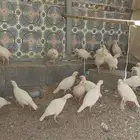 حجل ابيض أوربي