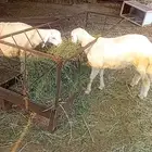 عدد 2 ذكور جذعان