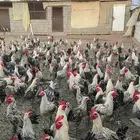 دجاج وديوك فيومي