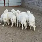 خرفان للبيع طيبه عدد 9