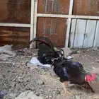 ديك للبيع
