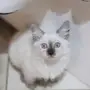 كيتن هملايا بلو 