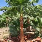 نخل واشنطن زينه درجه اولى نخل واشنطونيا زينه درجه اولى