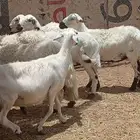 8 ضان دفيع قريب مشروطه