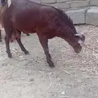 تيس أدهم فحل ما شاء الله