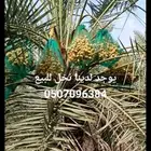 عندنا حول ع 2000 خلاص حبه ممتازه