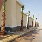ابومحمد لتوريد جميع انواع النخيل المثمر
