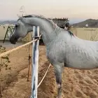 حصان شعبي