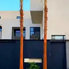 نخل الرياض   واشنطني وعربي