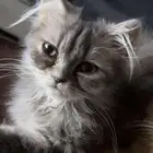قطط