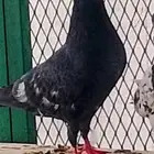 ذكر رامبوري بيور