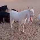 تيس فحل