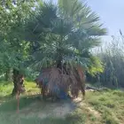 مصطفى بيع جميع انواع النخل والشجر والعشيب والورد والزهر