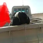نعجتين نجديات وحده ثنيه ووحده توها سدست للبيع الموقع تيماء