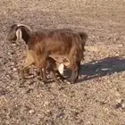 عنز خلفه تم البيع