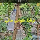 شتلات العود شتلات صندل