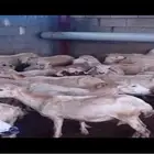 ضأن رفديات مع فحلها العدد 55 تحتها 15والباقي دفيع على وشك