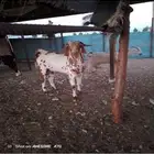 تيس اللبيع مشروط فاخر السن رباع الصحه الحمد لله على الشرط