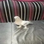 للبيع اتراك الفين