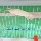 جوز كناري سوري(تم البيع)