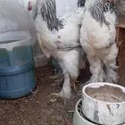 براهما كونك كولمبي ابيض
