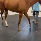 أرضيات مطاطيه بلاط مطاطي اسطبلات الخيل ملاعب مطاطيه