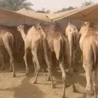 حشوان صومالية للجملة أوزان عالية بأسعار ممتازة