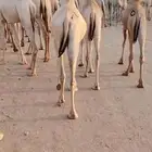 18 قعود للبيع