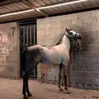 خيل شعبي
