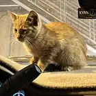 قط ذكر