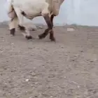 جدع نعيمي صنف فاخر للبيع