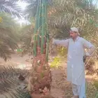 نخل مثمرة اخلاص برحي سكري صقعي مجدول برحي هلالي شيشي عجوه رو