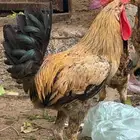 ديك بلدي اصيل