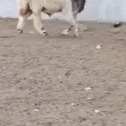 ثني نعيمي صنف فاخر للبيع
