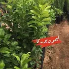 حمضيات للبيع مزرعه للانتاج الزراعي
