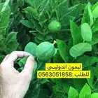 اشجار حمضيات للبيع