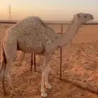 حوار للبيع على حليب امه
