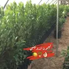 اشجار حمضيات للبيع بسعر جملة الجملة خصومات للكميات