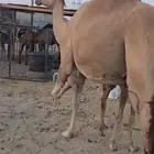 خلفة تحتها بكرة