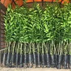 اشجار حمضيات