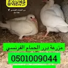 مزرعة زغاليل حمام فرنسي شحم ماشاء الله