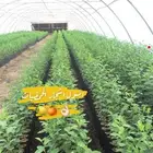 اشجار حمضيات للبيع