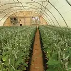 مزرعة لانتاج اشجار الحمضيات