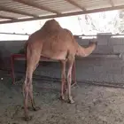قعود لباني فل الفل شحم ولحم