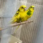 جوز بادجي منتج