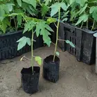 متوفره كميات شتلات البابايا ليدي ردي