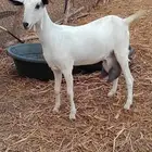 عناق بيشيه فاخره