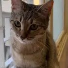 قط للتبني
