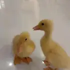 كتاكيت بط بكيني